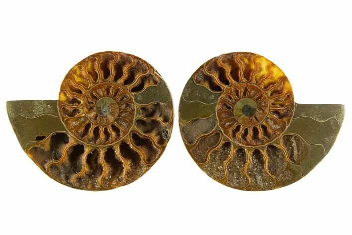 Cut & Polished, Agatized Ammonite Fossil - Crystal Pockets #310712